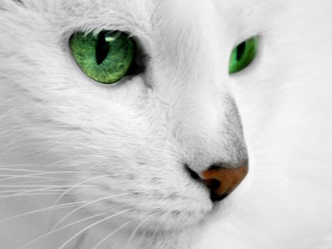 white_cat_for_free_by_rafalhyps.jpg